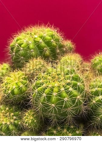 Group Of Cactus,sharp Thorn,the Echinopsis Calochlora Cactus,beauty By Nature