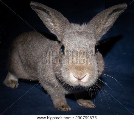 Homie Long- Eared Grey Small Grey Bunny