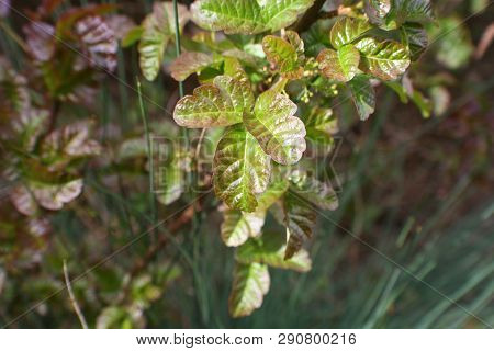 Western Poison Oak Plant High Quality Stock Photo