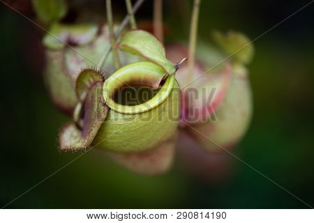 Close Up Of Nepenthes Also Called Tropical Pitcher Plants Or Monkey Cups In The Plant Nursery Garden