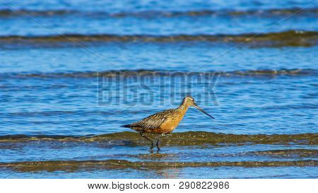 Male Bar-tailed Godwits Or Limosa Lapponica Walk In Waves At Seashore, Portrait, Selective Focus, Sh