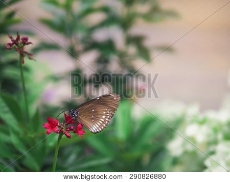 Close Up Brown Butterfly Spotted Black Crow (euploea Crameri Bremeri) On Red Flower With Green Garde