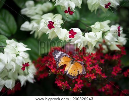 Close Up Broken Wing Orange Butterfly Plain Tiger (danaus Chrysippus Chrysippus) On Red Flower With 