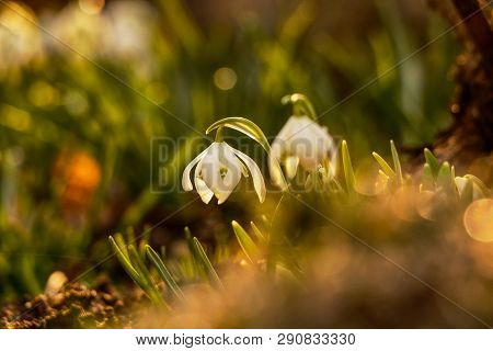 Morning Light Shining On Easter Flower On The Garden. Galanthus Nivalis Grow Up. Snowdrop Shoot In M
