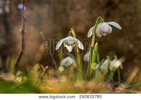 Snowdrop, Galanthus Nivalis, In Gardenbed With Backlight. Spring Flower. Snowdrop Background. Two St