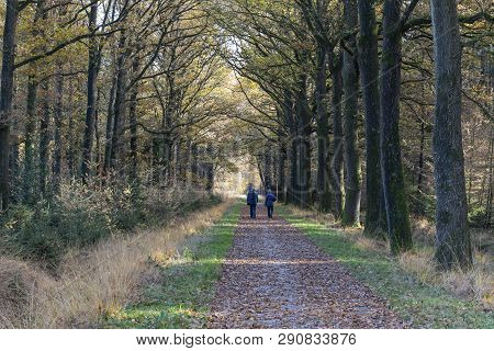 Dwingelderveld, Netherlands - November 11, 2018: Hiking Path With Two Hikers In Autumn In National P