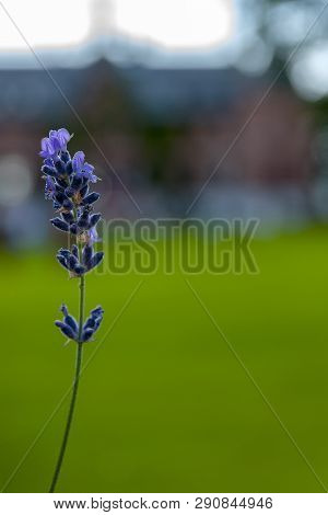 Sofiero Flower Show