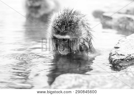 Snow Monkey (macaca Fuscata) From Jigokudani Monkey Park In Japan, Nagano Prefecture. Cute Japanese 