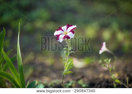 Flowers Striped Petunia In A Flower Bed In The Garden. Common Petunia's Purple White Flower's Detail