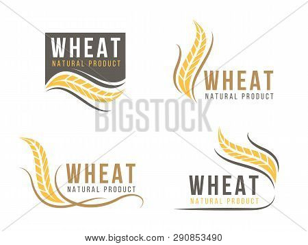Abstract Wheat Rice Logo Sign Vector Design