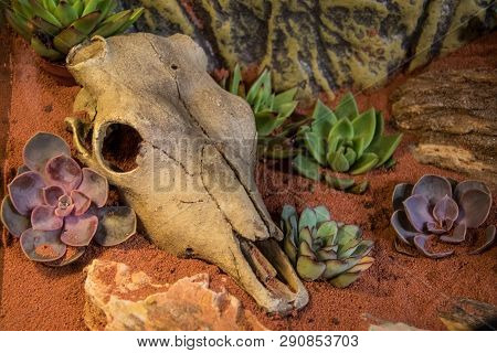 Animal Skull In The Hot  Desert Installation