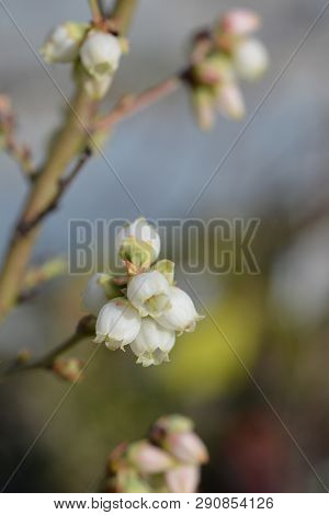 Highbush Blueberry - Latin Name - Vaccinium Corymbosum Blueray