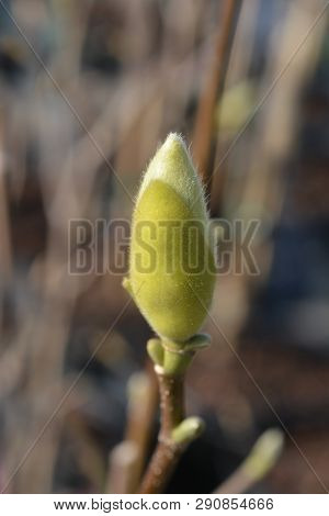 Magnolia Yellow Bird - Latin Name - Magnolia X Brooklynensis Yellow Bird