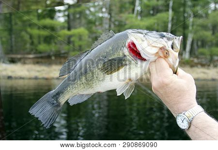Largemouth Bass Closeup With A Lake And Trees In The Background