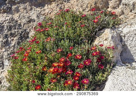 Mediterranean Flora. A Flowering, Undersized Shrub (delosperma) With Red Flowers Growing Against A C