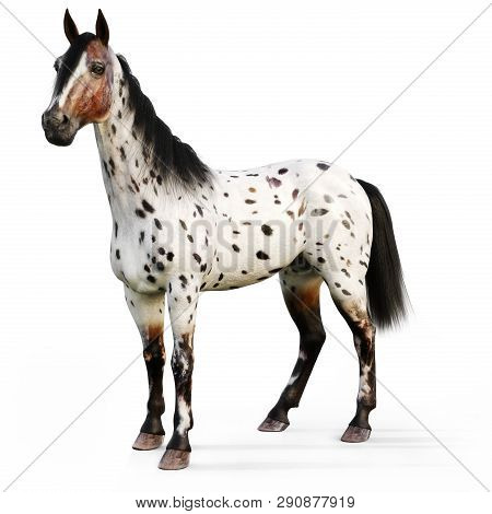 Leopard Appy Horse On A White Background. 3d Rendering