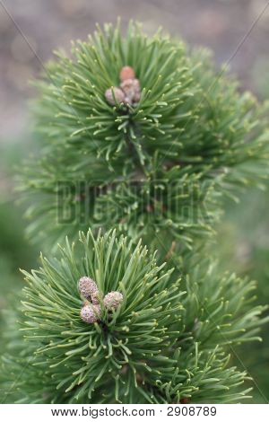 Pelliccia-albero