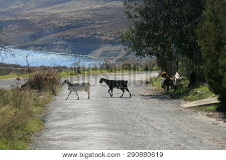 Herd Of Goats Crossing A Road Near Kouris Dam In Cyprus On A Sunny Day