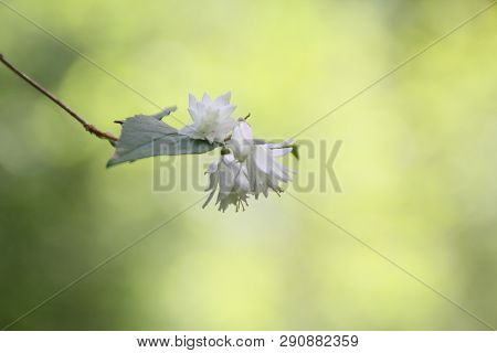 Wjite Flower With The Light, With Green Background