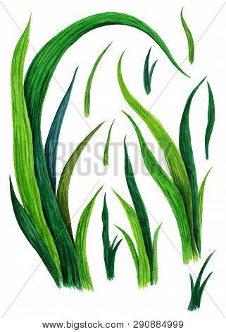 Hand Drawn Watercolor Grass Set Isolated On White Background. Sketch Green-fodder. Green Grass Patte