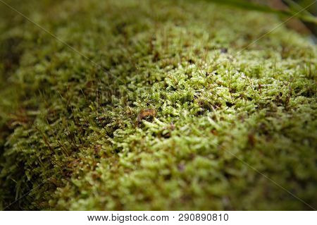 Mossy trunk fallen in the forest lighted from a ray of sun, close up