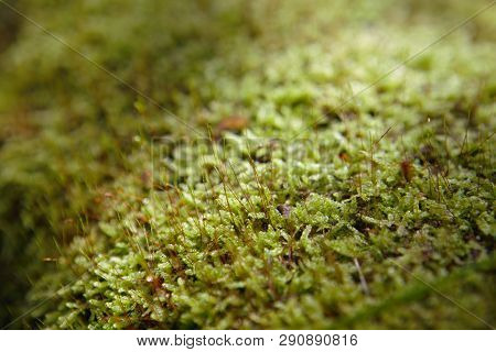 Mossy Trunk Fallen In The Forest Lighted From A Ray Of Sun, Close Up