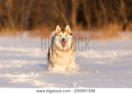 Portrait Of Crazy, Happy And Cute Beige And White Dog Breed Siberian Husky With Tonque Out Jumping A