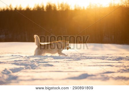 Portrait Of Crazy, Happy And Dorable Beige And White Dog Breed Siberian Husky Running On The Snow In