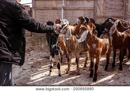 Man With Goats