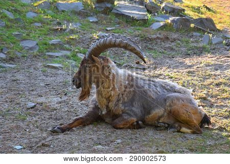 Mountain Goats, Or Just Goats (lat. Capra) Is A Genus Of Ruminant Hoofed Mammals Of The Goat Subfami