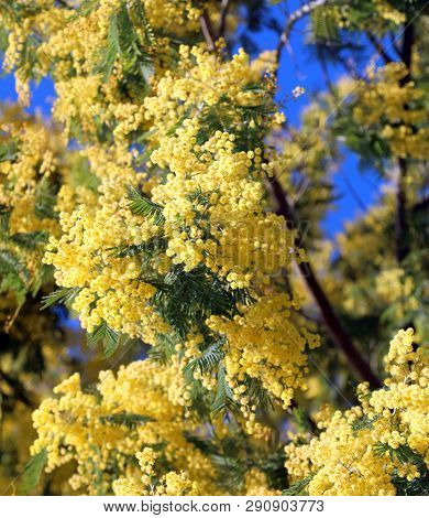 Yellow Flowers Called Mimosa Of Acacia Tree Also Called Wattles Symbol Of The International Women Da