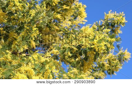 Many Yellow Flowers Called Mimosa Of Acacia Tree Also Called Wattles Or Acacias