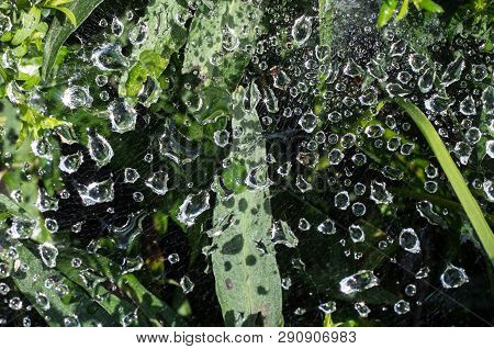 Rain And Dew Drops On The Web Lit By The Sun. Selective Focus.