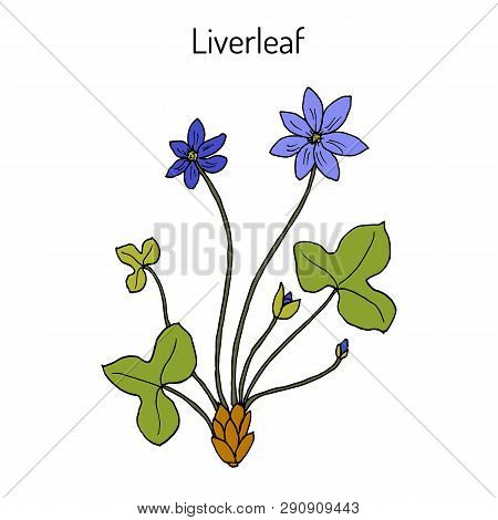 Liverleaf Hepatica Nobilis , Medicinal Plant. Hand Drawn Botanical Vector Illustration