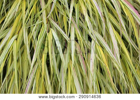 Golden Japanese Forest Grass, Hakone Grass, Hakonechloa Macra Var Alboaurea, Close View Of Pink Whit