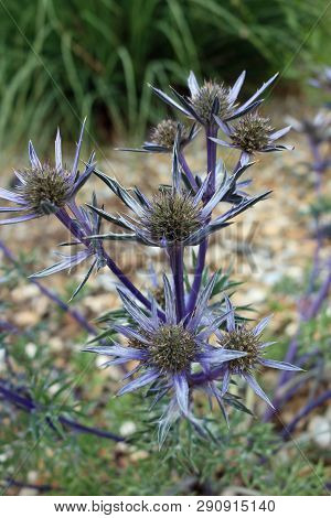 Ornamental Sea Holly, Eryngium Bourgatii Variety Picos Amethyst, In Flower And Viewed From Above Wit