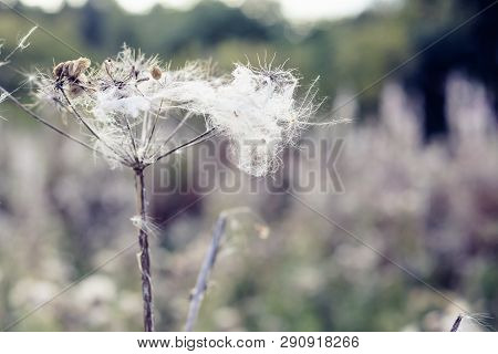 Selective Focus, Fluffy Thistle Plants In Hampstead Heath Of London During Autumn Season