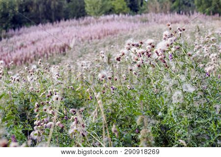 Fluffy Thistle Field In Hampstead Heath Of London During Autumn Season
