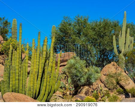 Desert Cactus Landscape In Maricopa County, Arizona Usa