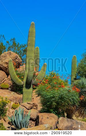 Desert Cactus Landscape In Maricopa County, Arizona Usa