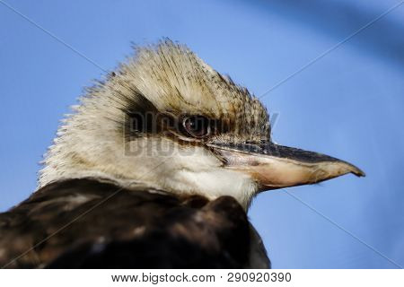 Portrait Of A Laughing Kookaburra Bird. Photography Of Nature And Wildlife.