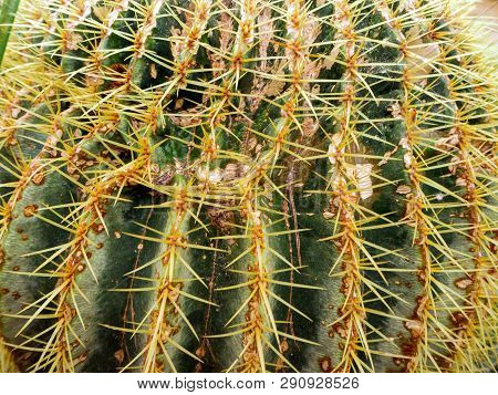 Big Echinopsis Subdenudata Cactus Plant. Saguaro Cactus, Also Known As Cardon Grande Cactus, Echinop