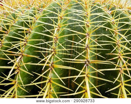 Big Echinopsis Subdenudata Cactus Plant. Saguaro Cactus, Also Known As Cardon Grande Cactus, Echinop