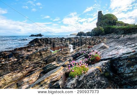 Pink Flowers Grow Among The Rocks At An Intertidal Zone On The Island Of Islay, Scotland, Uk.
