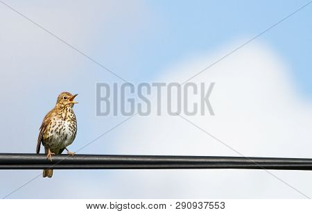 Hebridean Song Thrush (turdus Philomelos Hebridensis) Singing While Perched On A Power Line On The I
