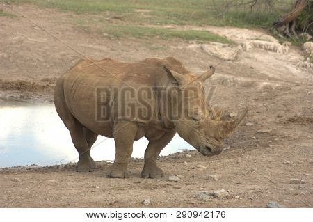 Portrait Of The South African Rhinoceros Which Costs At A Water Source.