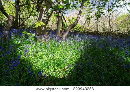 Patches Of Sunlight Illuminate A Field Of Bluebells (hyacinthoides Non-scripta) During Spring In A F