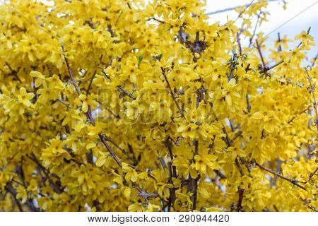 Ixora Flower.yellow Spike Flower. King Ixora Blooming