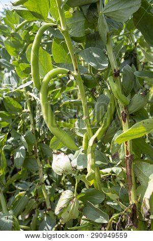 Vicia Faba, Also Known As The Broad Bean, Fava Bean Or Tic Bean.