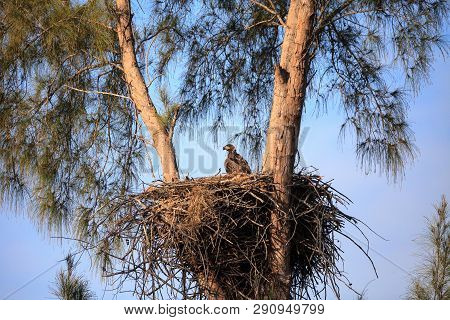 Bald Eagle Haliaeetus Leucocephalus Feeds The Eaglets In Their Nest Of Chicks On Marco Island